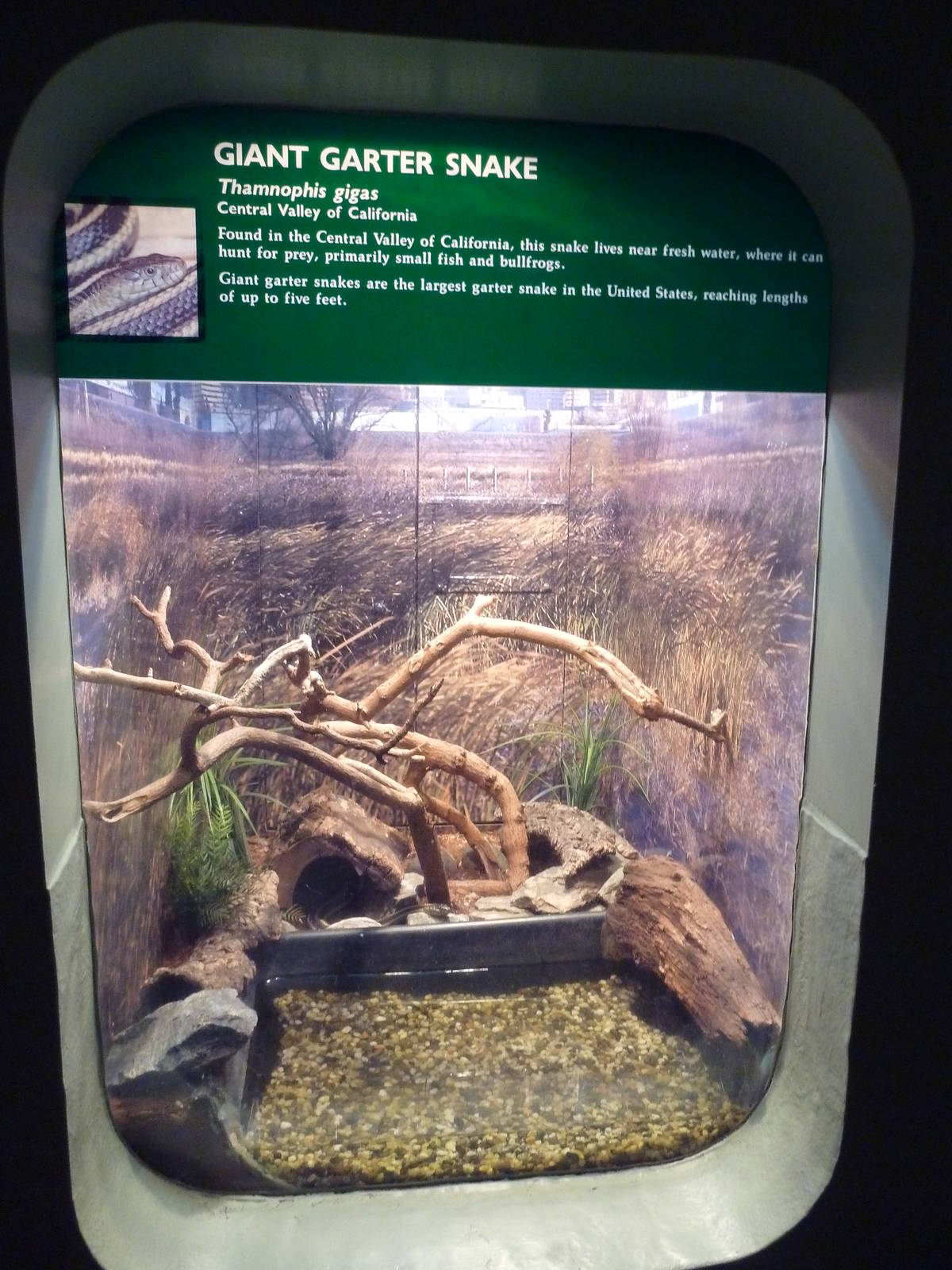 Giant Garter Snake Exhibit
