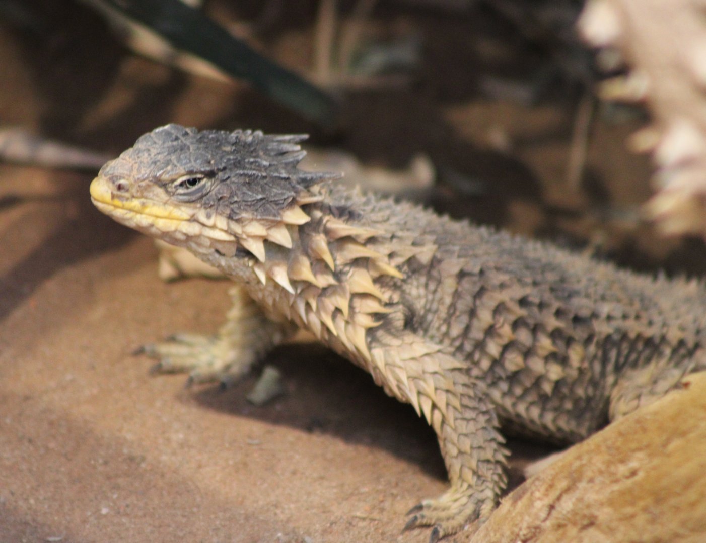 Giant girdle-tailed lizard