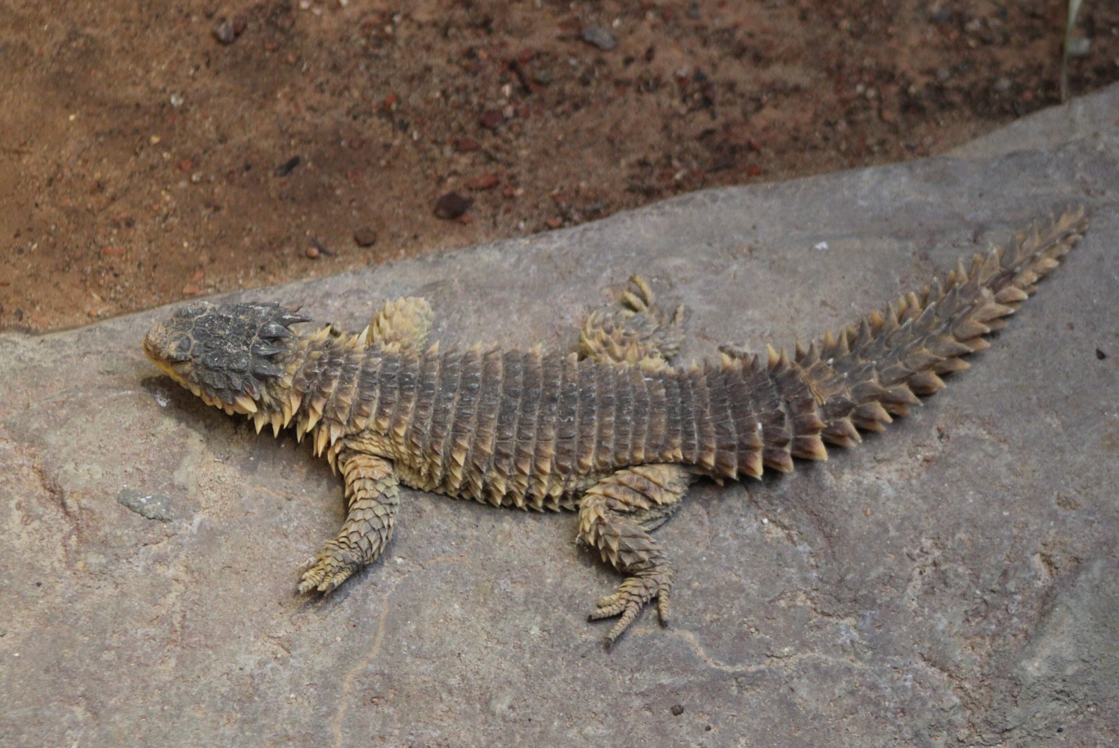 Giant girdle-tailed lizard