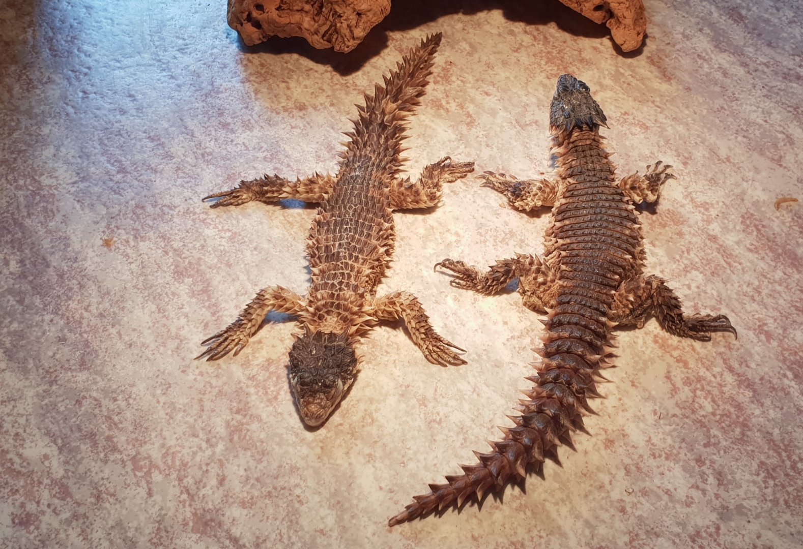 Giant girdle-tailed lizards