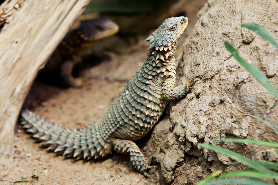 Giant Girdled Lizard at Hamburg