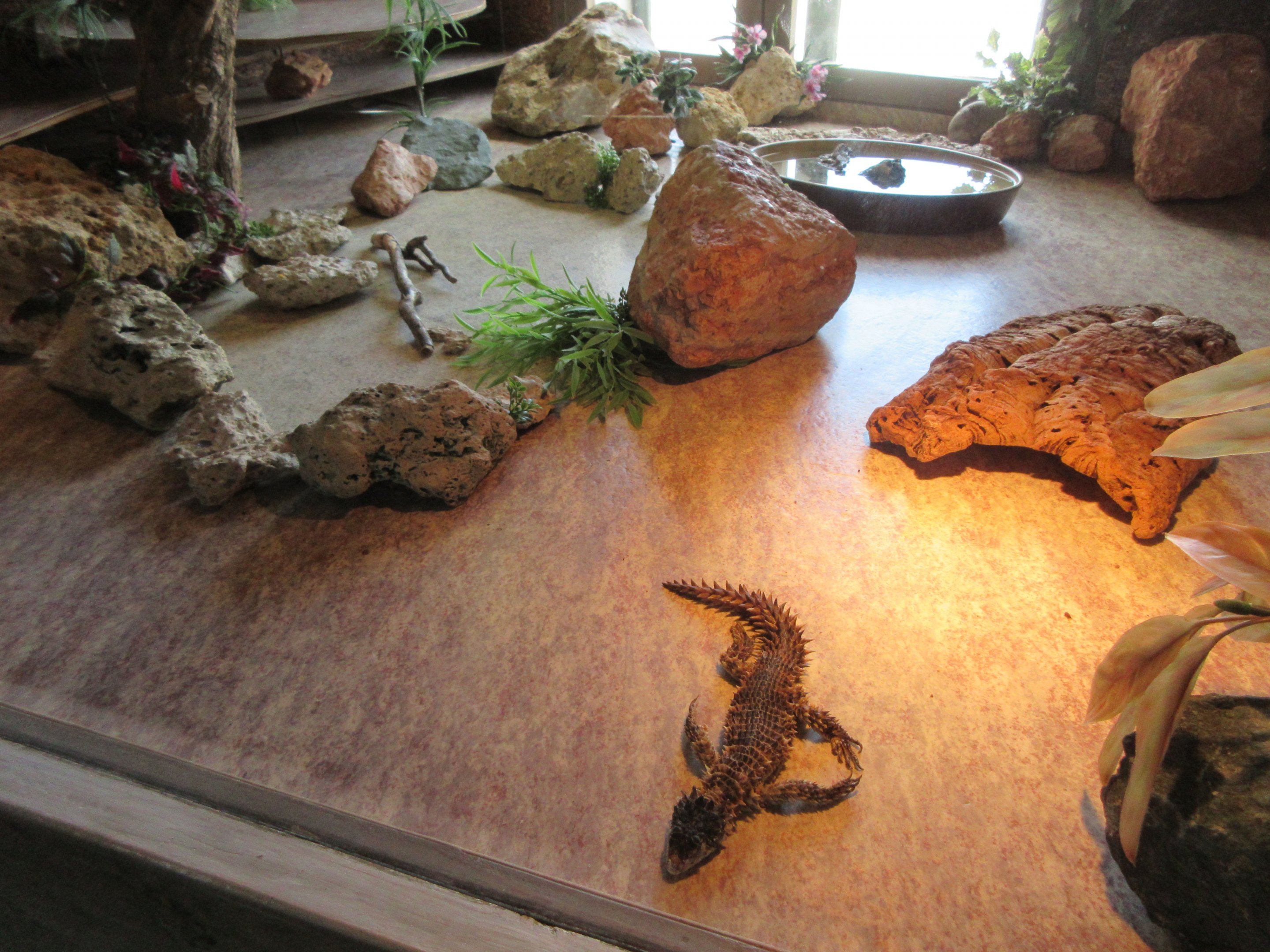 Giant Girdled Lizard Exhibit (note the laminate flooring)