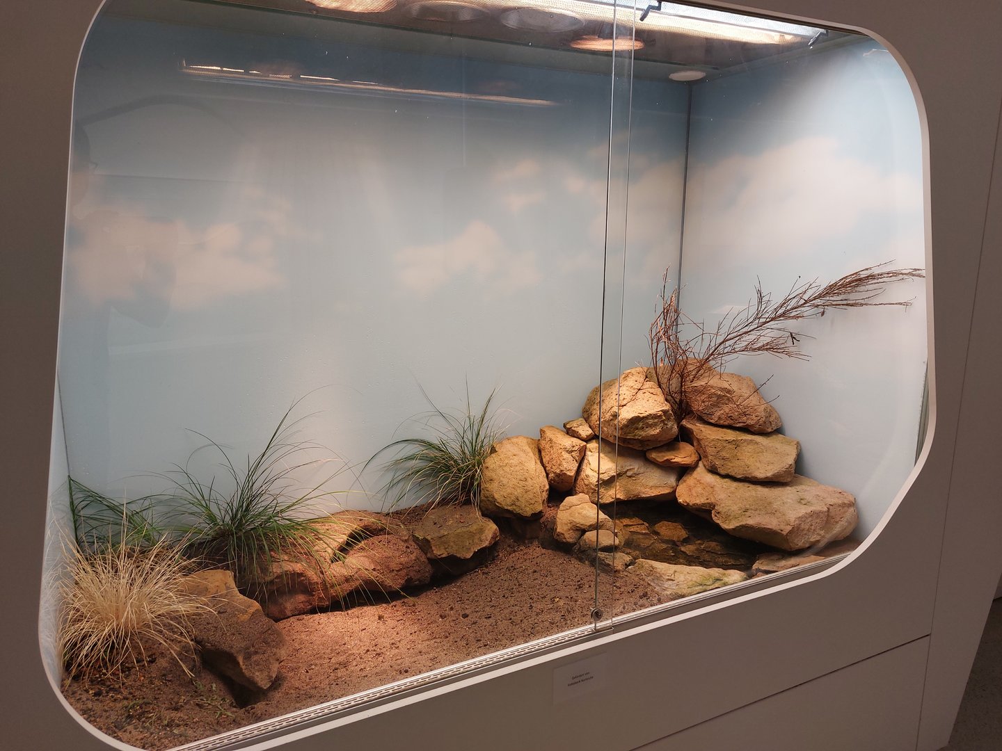 Giant girdled lizard exhibit