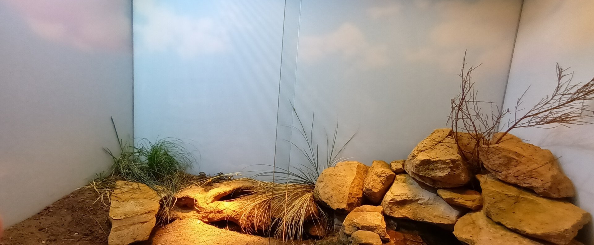 Giant girdled Lizard Habitat