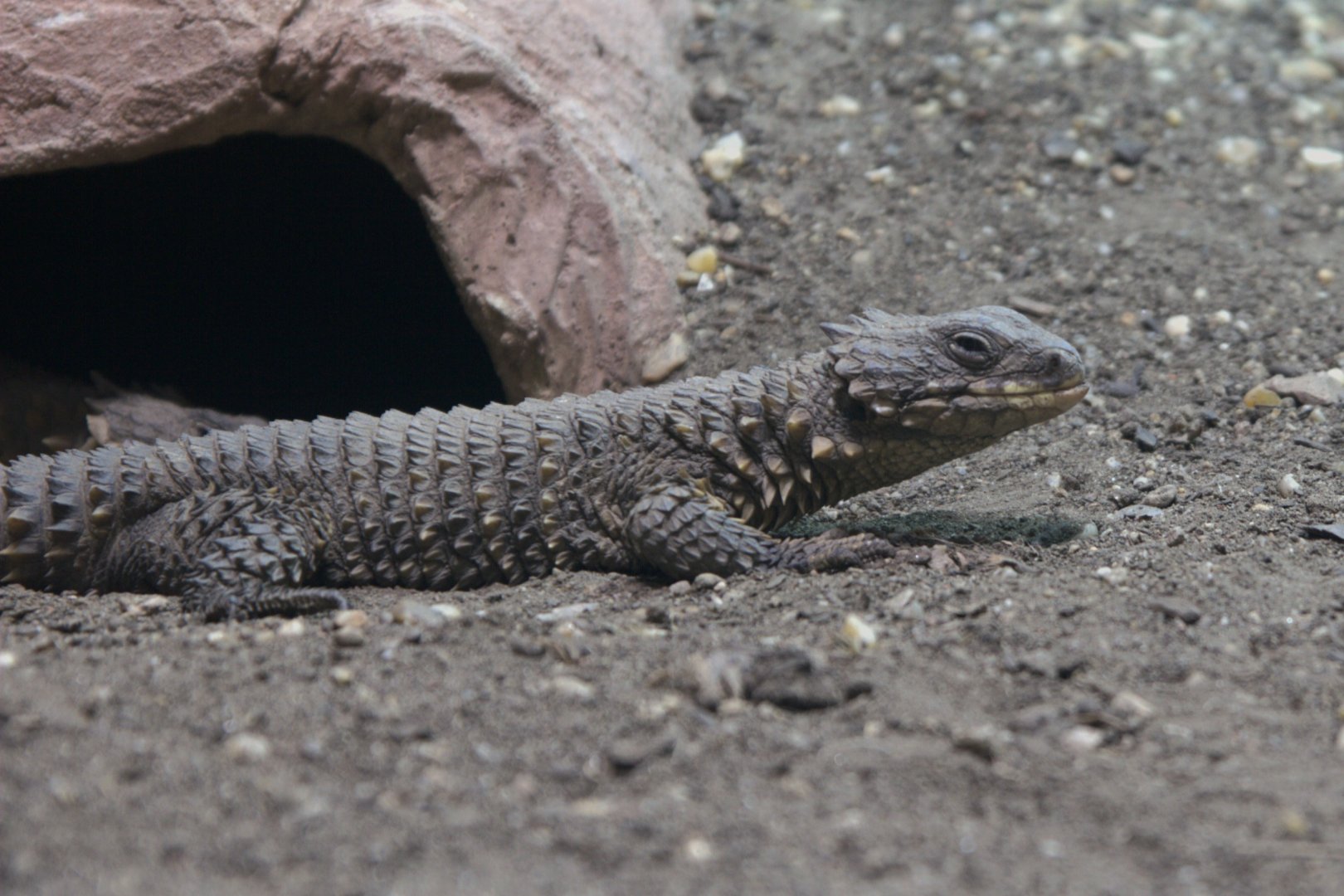 Giant Girdled Lizard (Smaug giganteus), 09-09-25