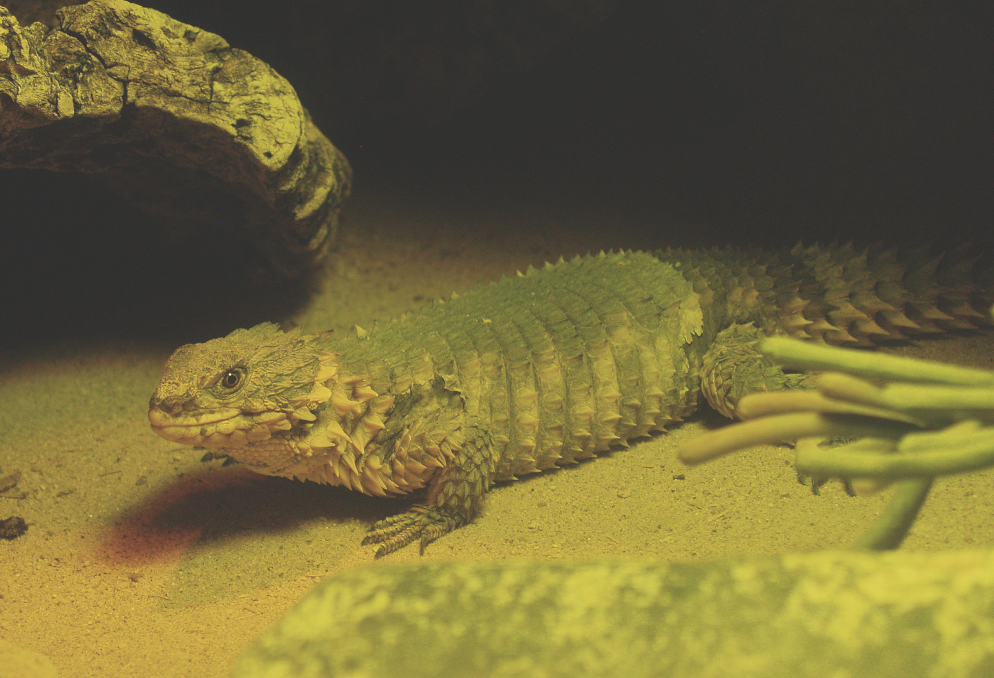 Giant girdled lizard (Smaug giganteus), 2014-02-16