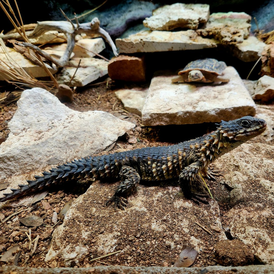 Giant Girdled Lizard (Smaug giganteus) and Pancake Tortoise (Malacochersus tornieri)