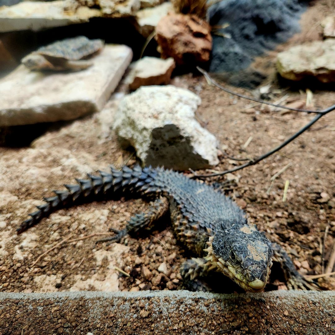 Giant Girdled Lizard (Smaug giganteus) and Pancake Tortoise (Malacochersus tornieri)