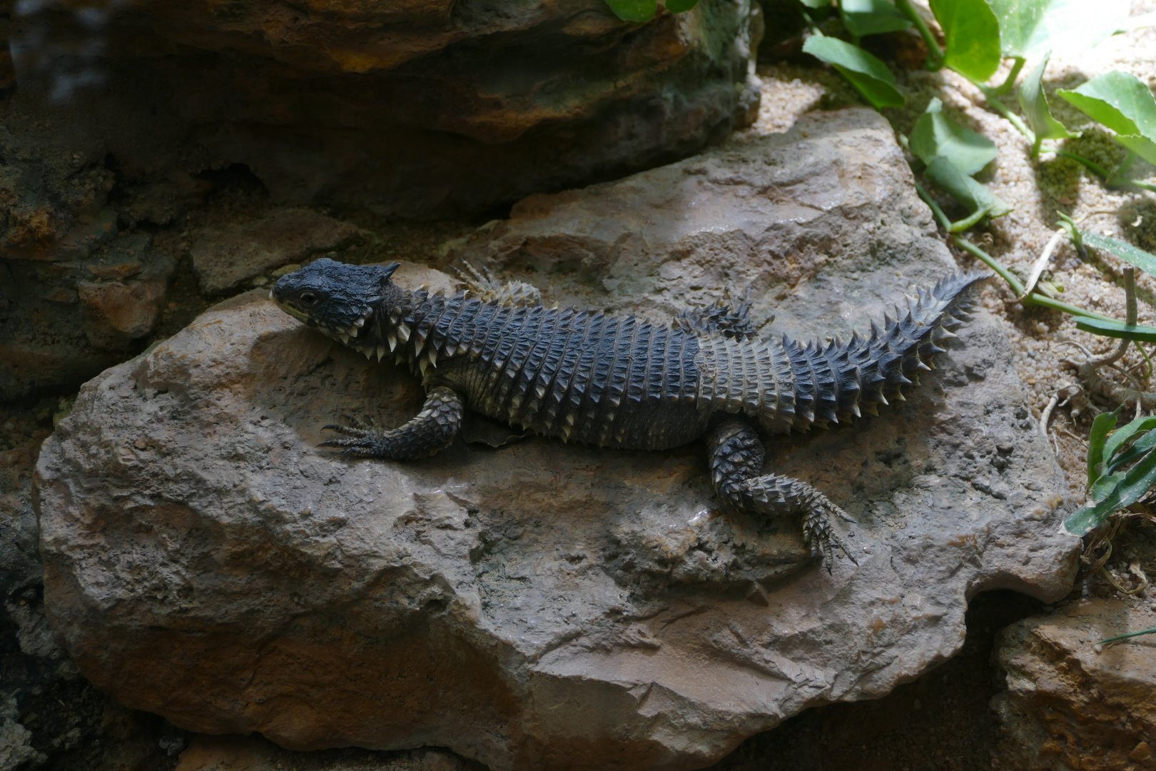 Giant girdled lizard (Smaug giganteus)