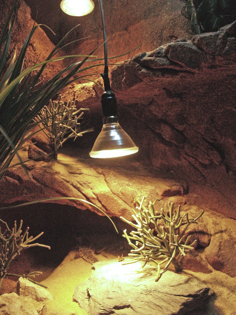 Giant girdled lizard terrarium, 2009-04-14