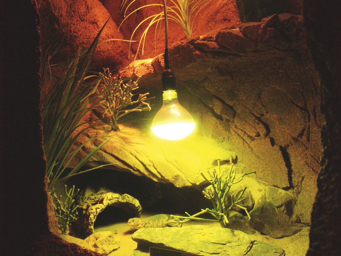 Giant girdled lizard terrarium, 2014-02-16