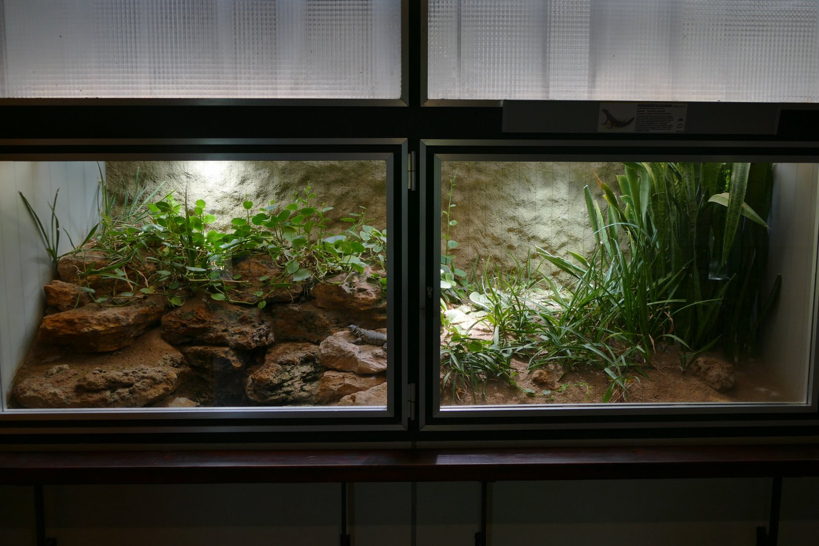 Giant girdled Lizard Terrarium