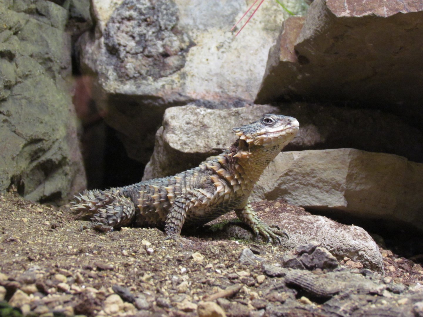 Giant Girdled Lizard - Wichita Reptarium