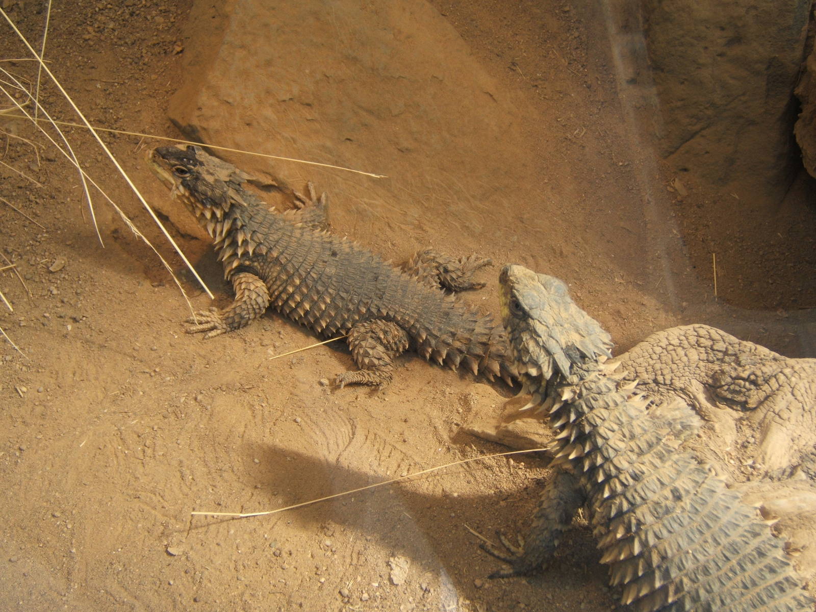 Giant Girdled Lizard
