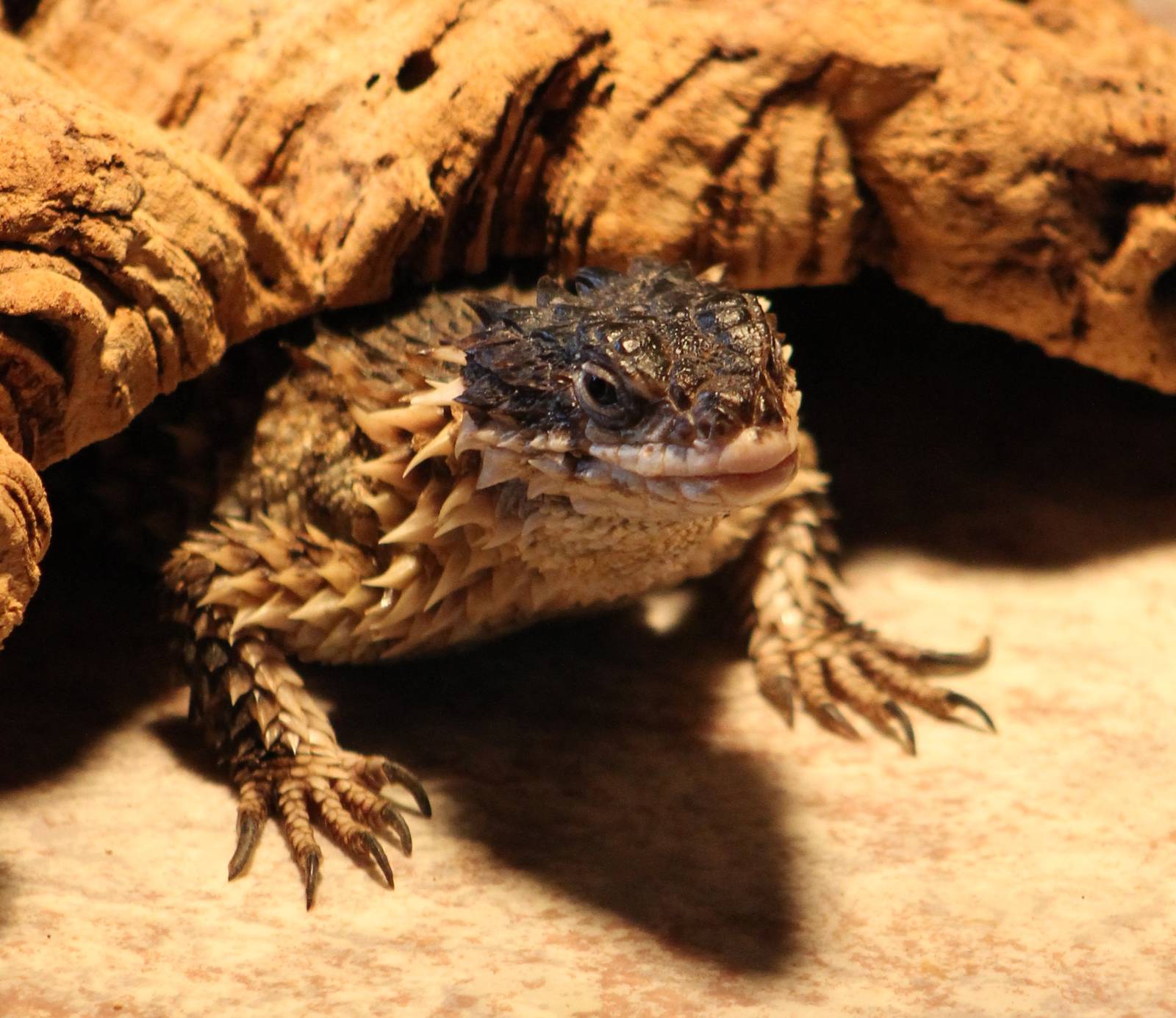 Giant girdled lizard