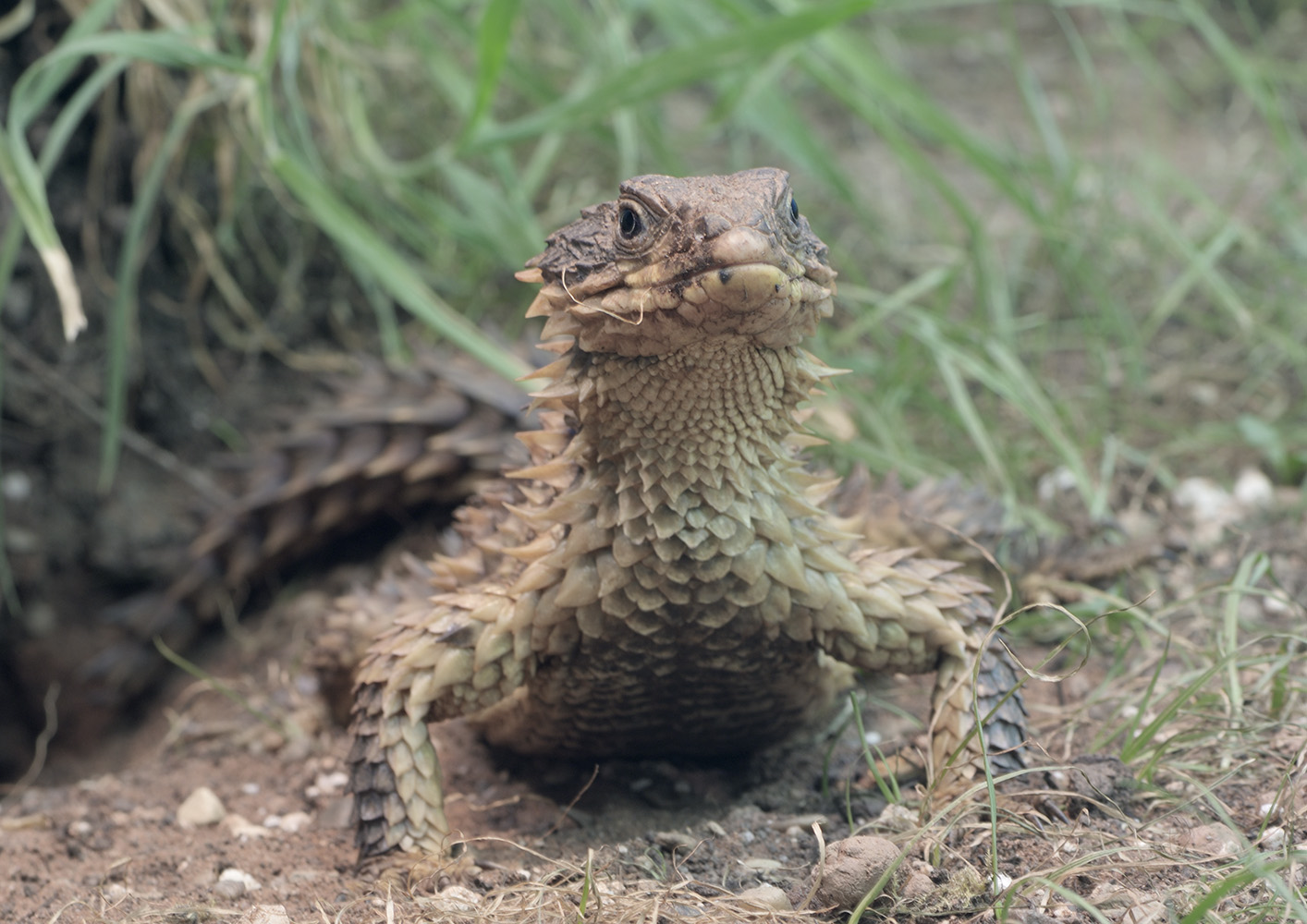 Giant girdled lizard