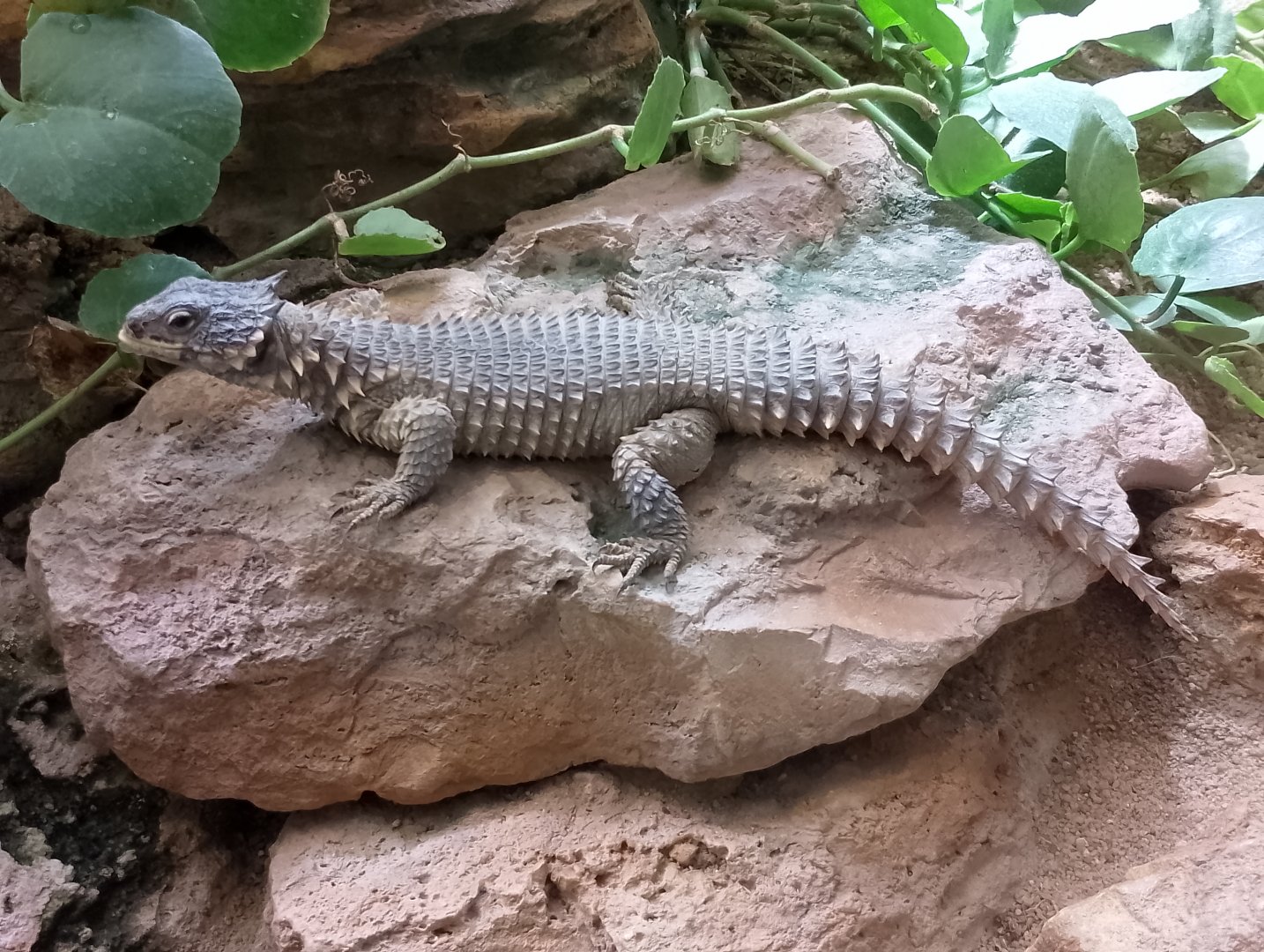 Giant girdled lizard