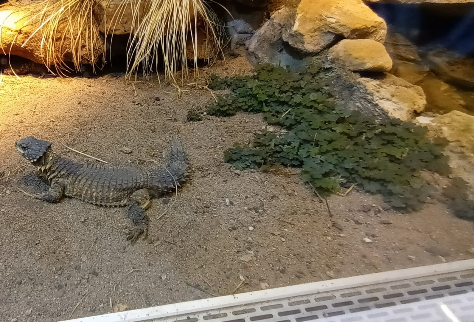 Giant girdled Lizard