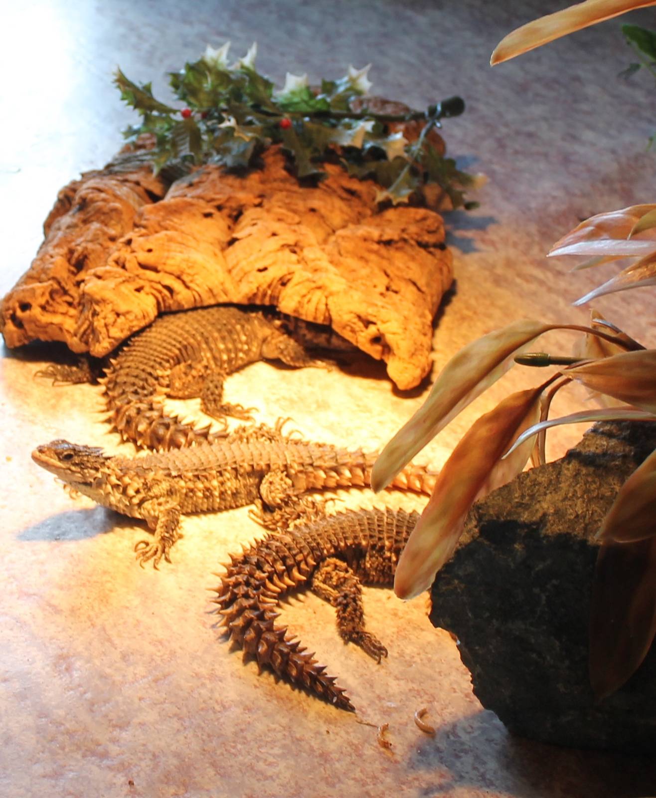 Giant girdled lizards