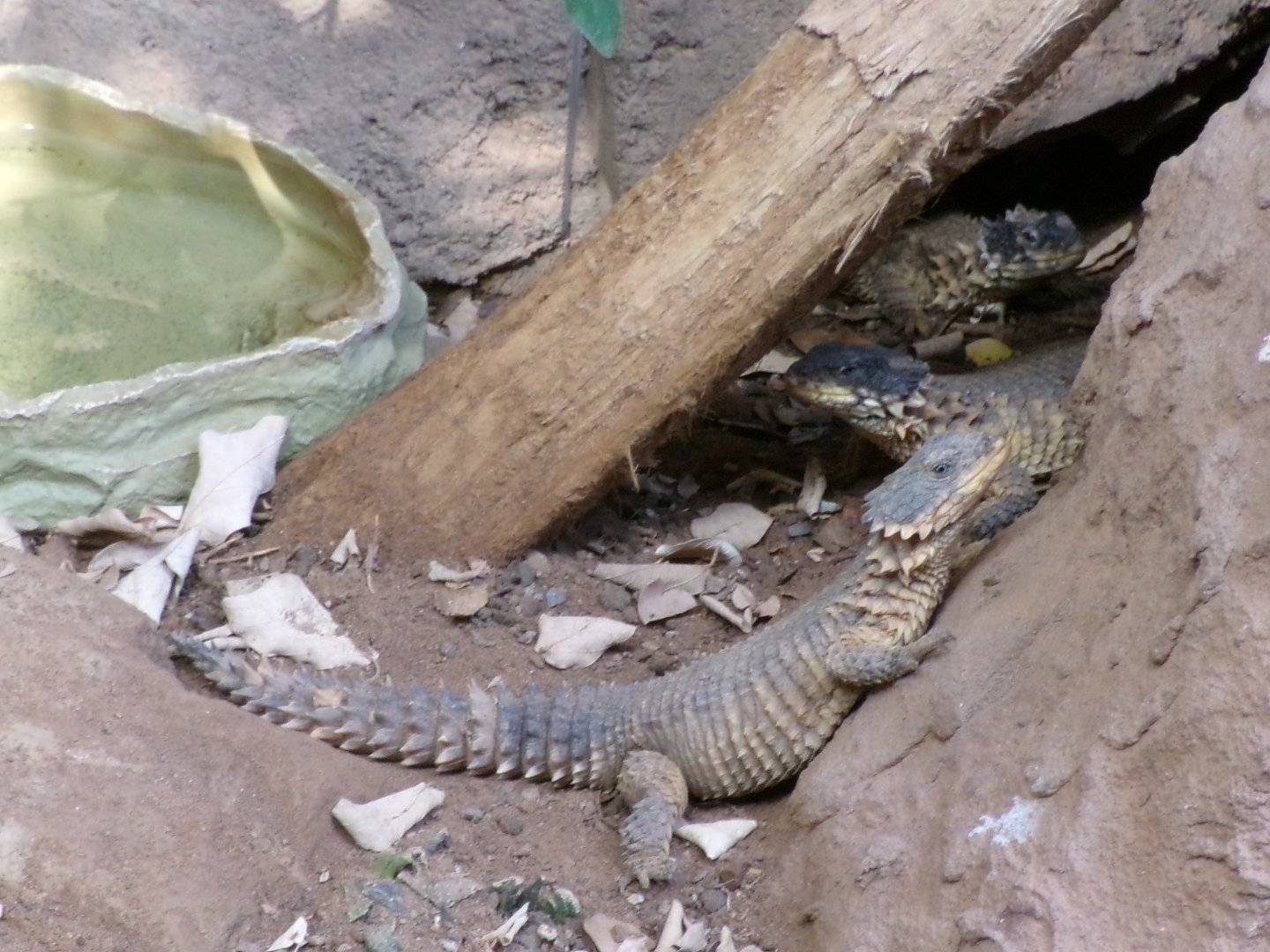 Giant girdled lizards