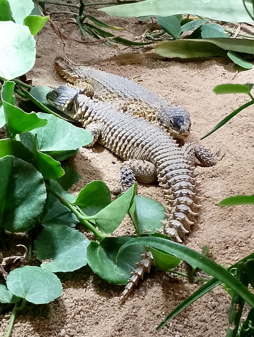 Giant girdled lizards