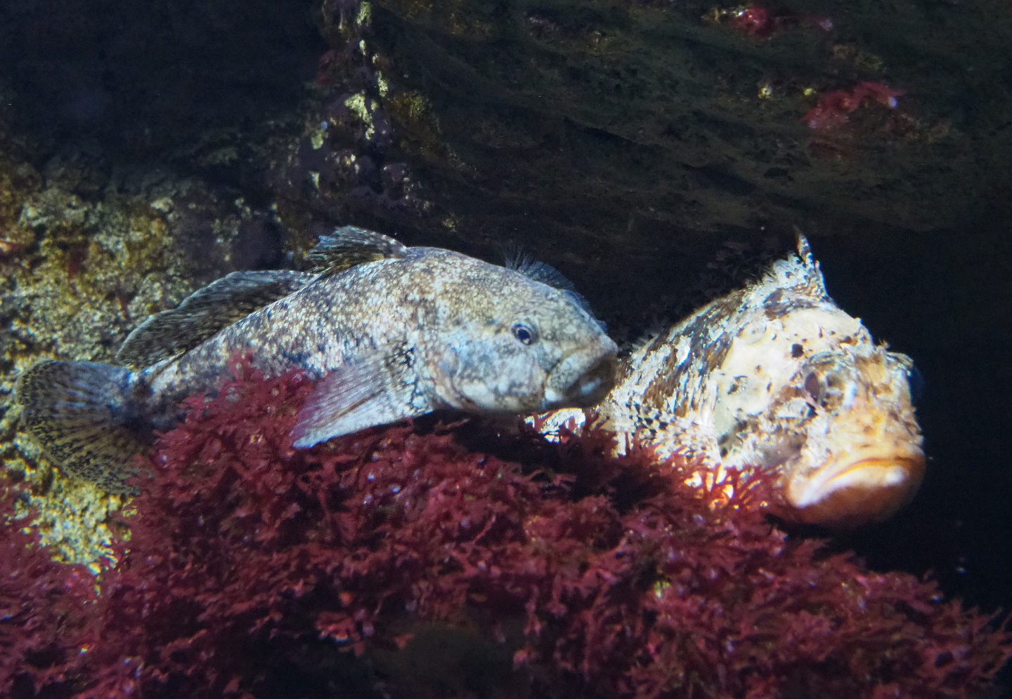 Giant goby (Gobius cobitis) and Black scorpionfish (Scorpaena porcus), 2021-06-12