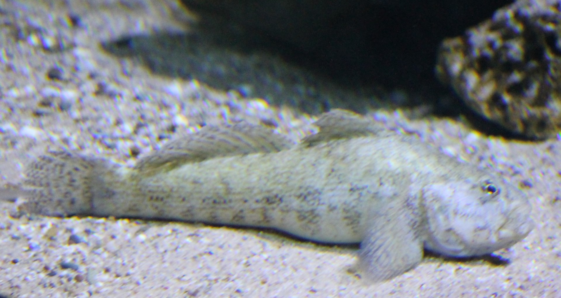 Giant goby - Gobius cobitis