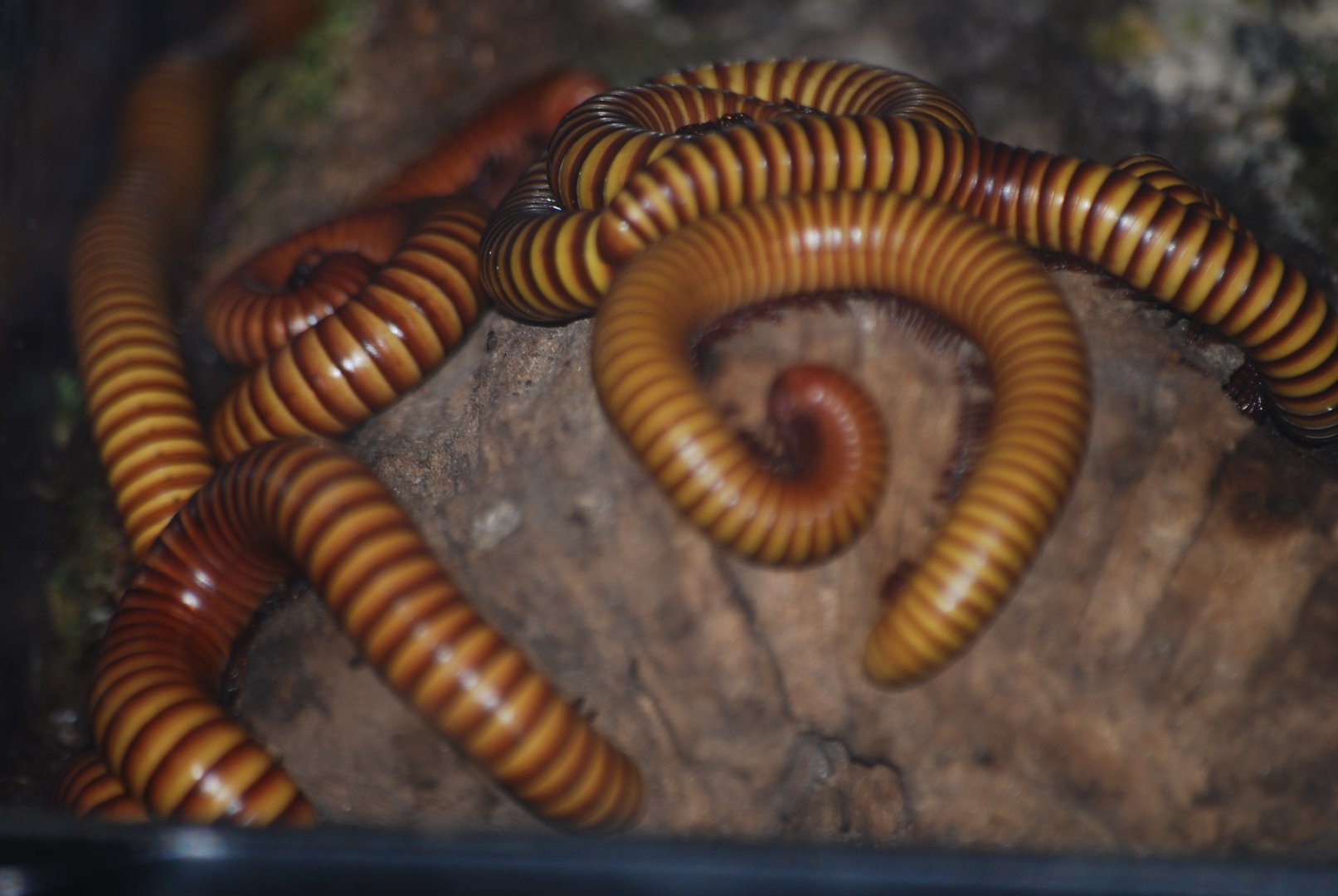 Giant golden millipedes at The Bug Parc, 25/9/2024
