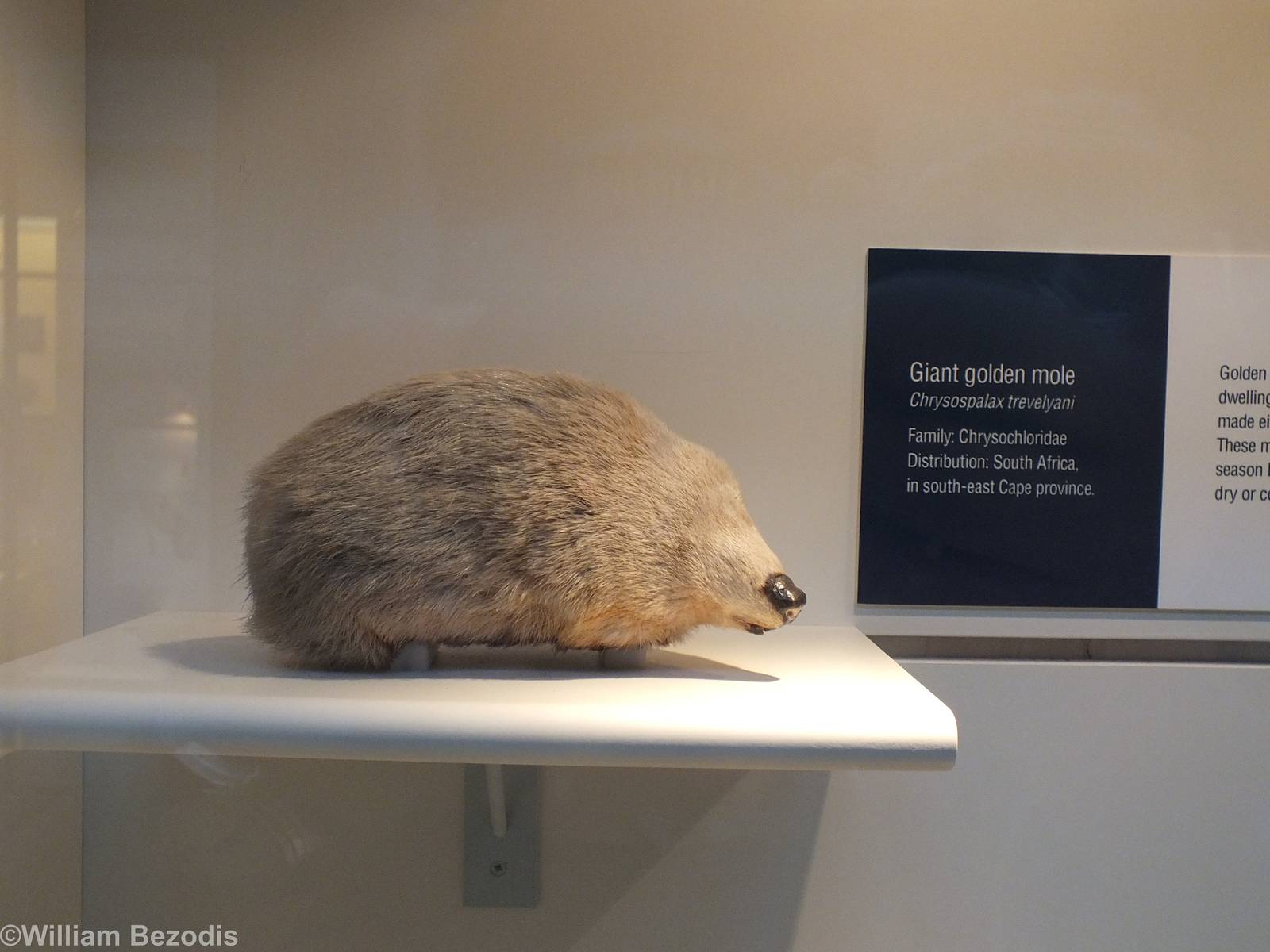 Giant Golden Mole - NHM London