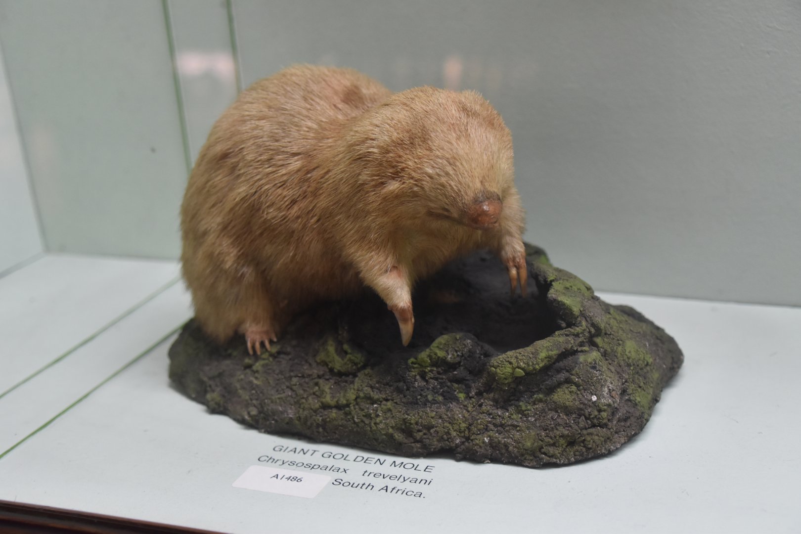 Giant golden mole