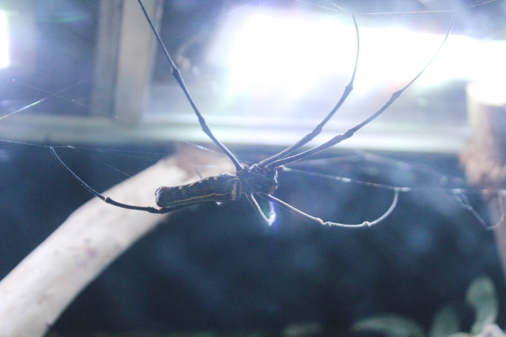 Giant golden orb-weaver (Nephila pilipes)