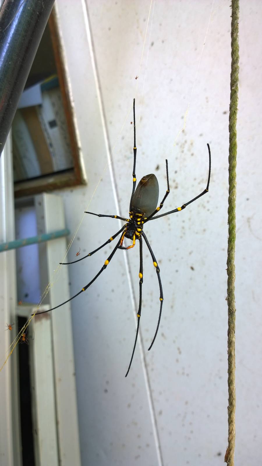 Giant Golden Orb Weaver