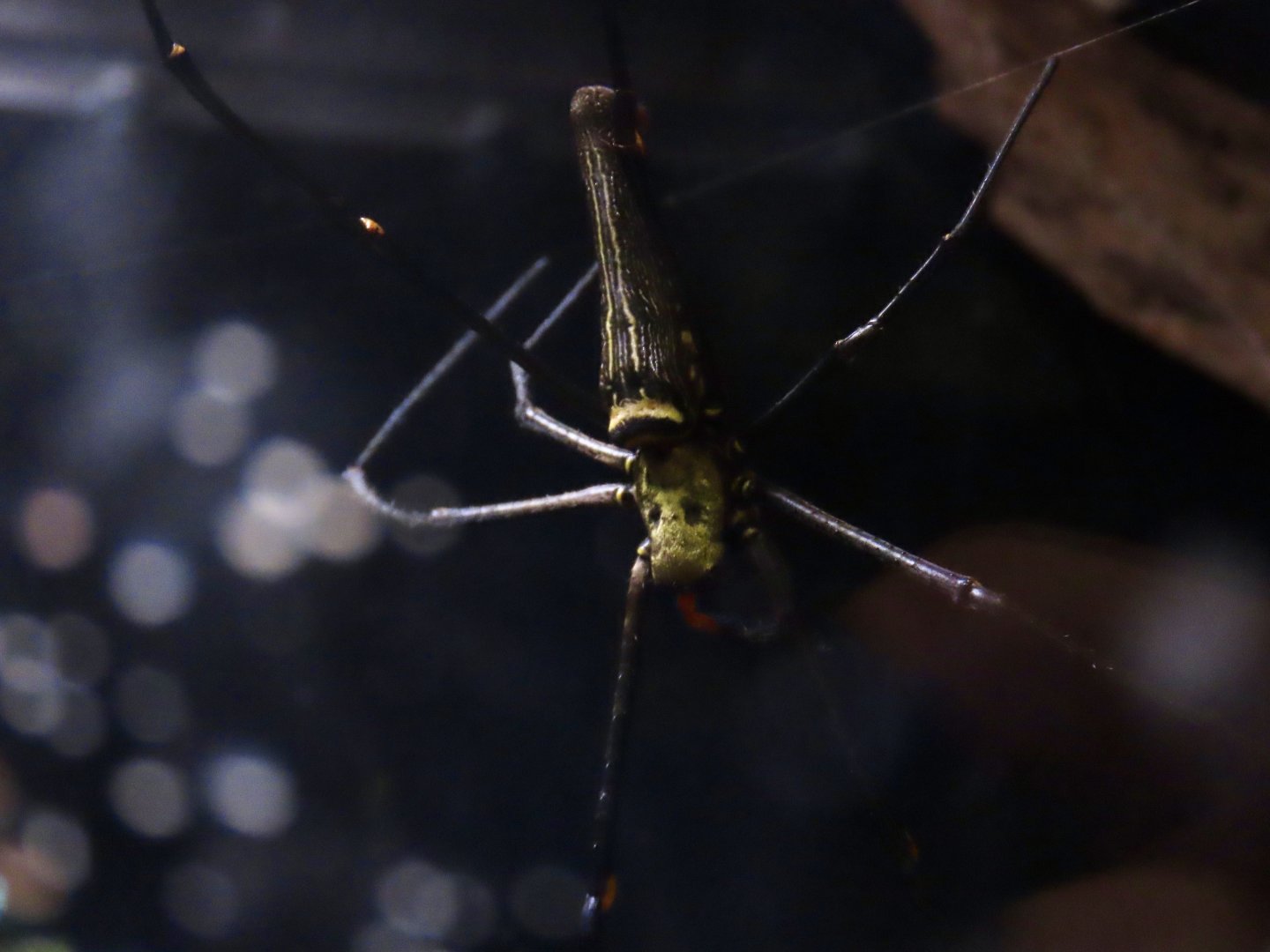 Giant Golden Orbweaver (Nephila pilipes)
