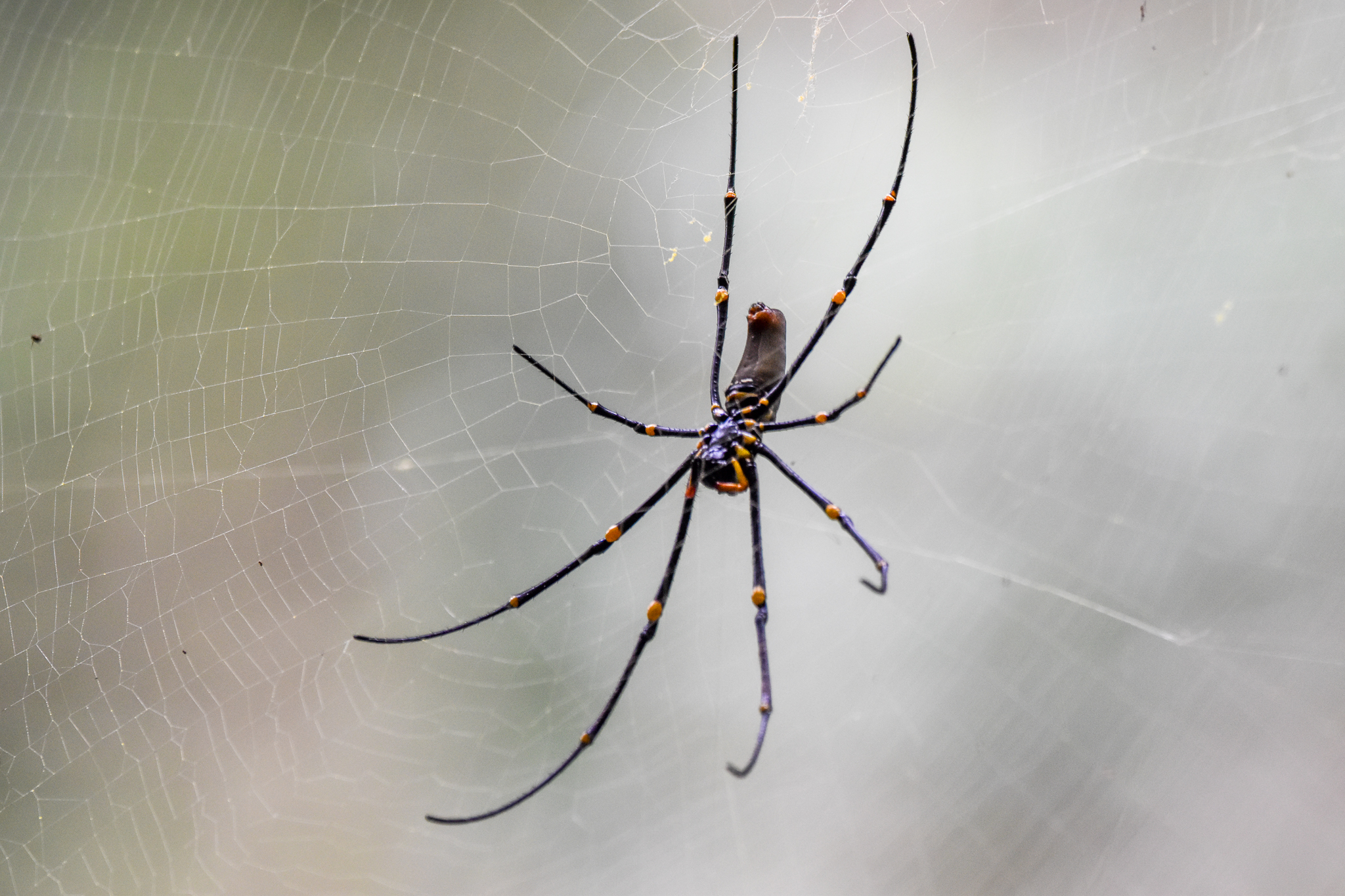 Giant Golden Orbweaver