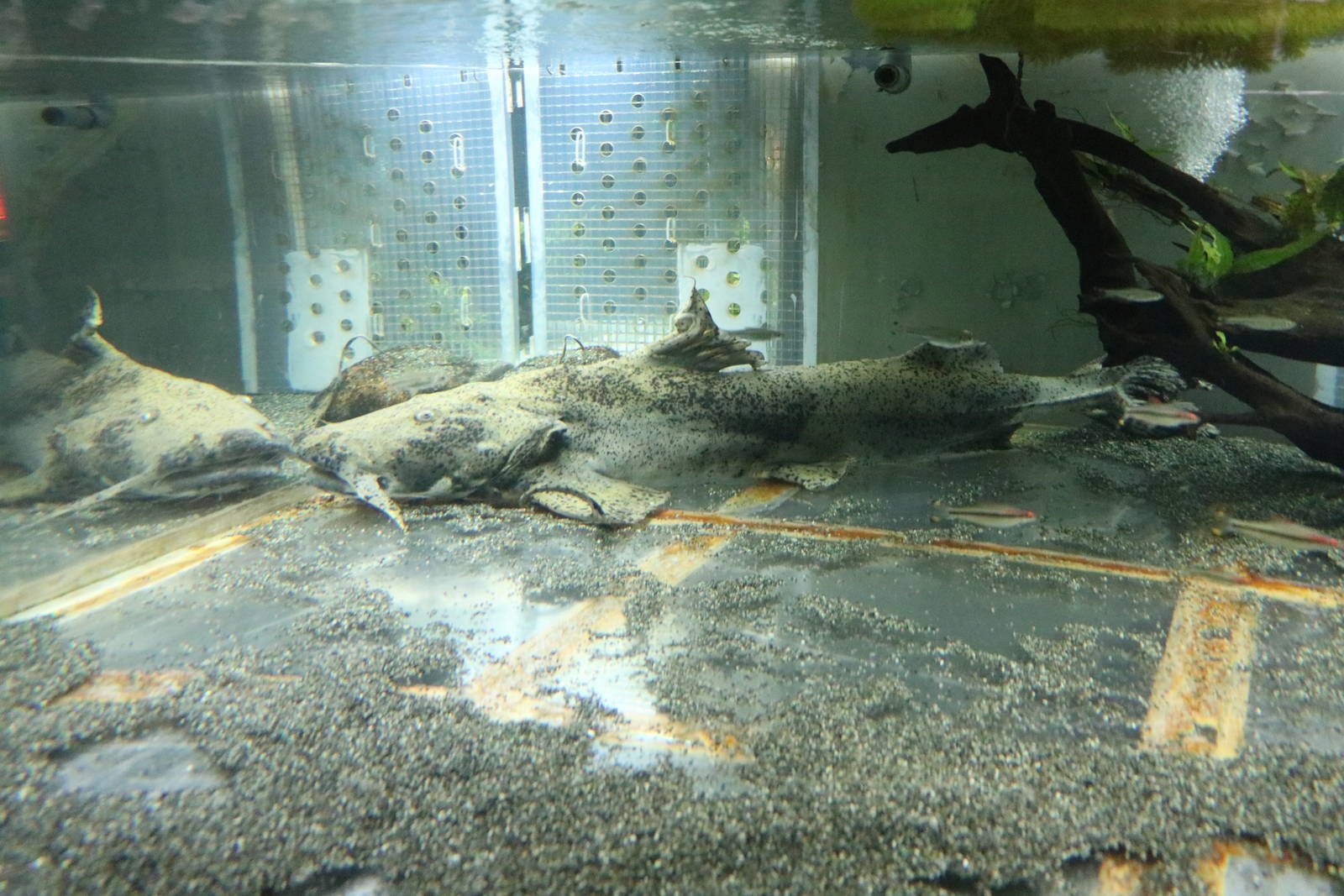 Giant goonch - Tokyo Tower Aquarium, February 2016