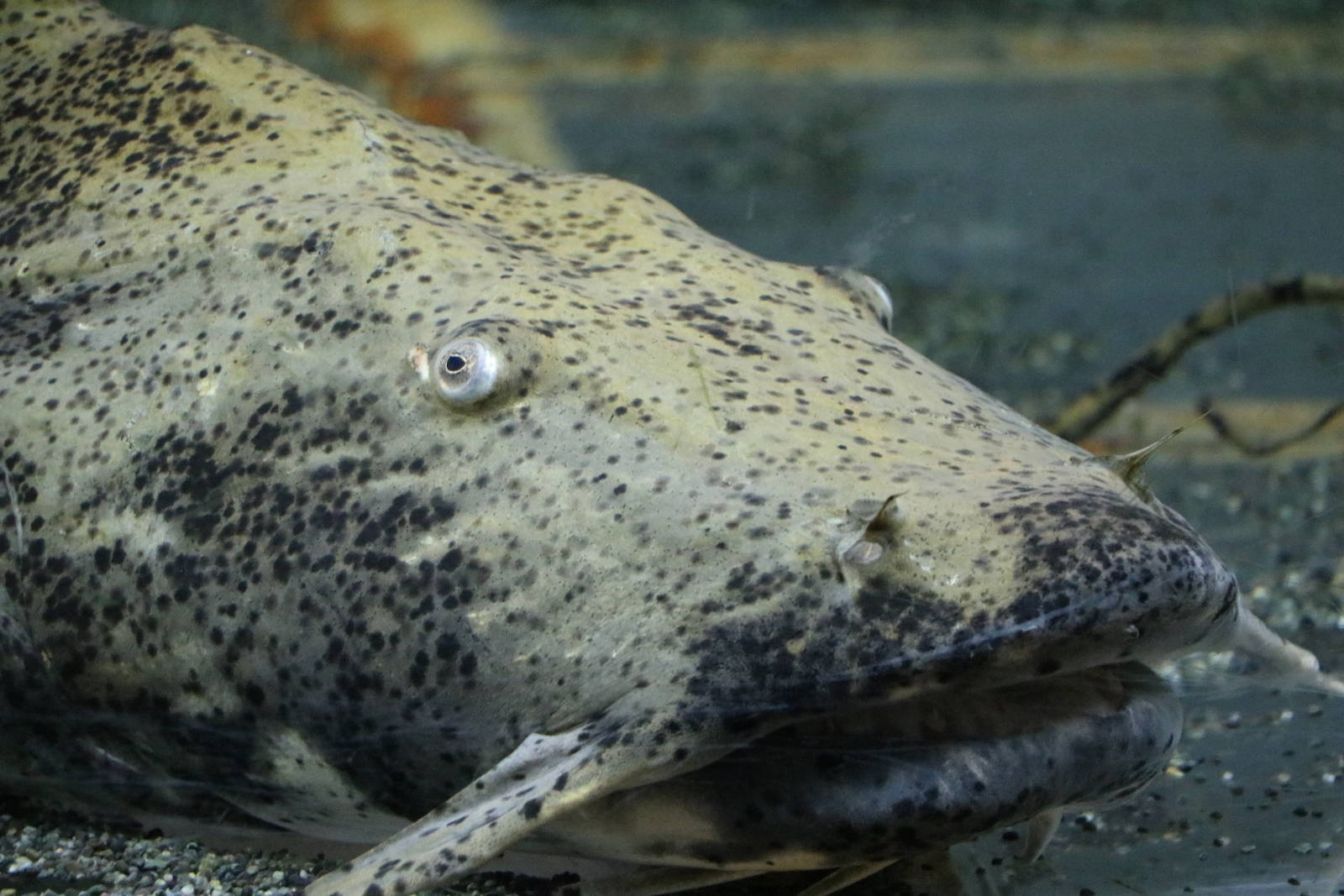 Giant goonch - Tokyo Tower Aquarium, February 2016