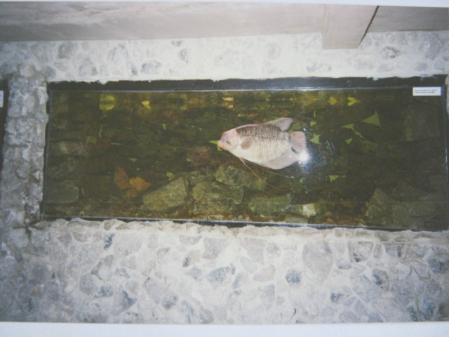 Giant Gourami 12/3/90.