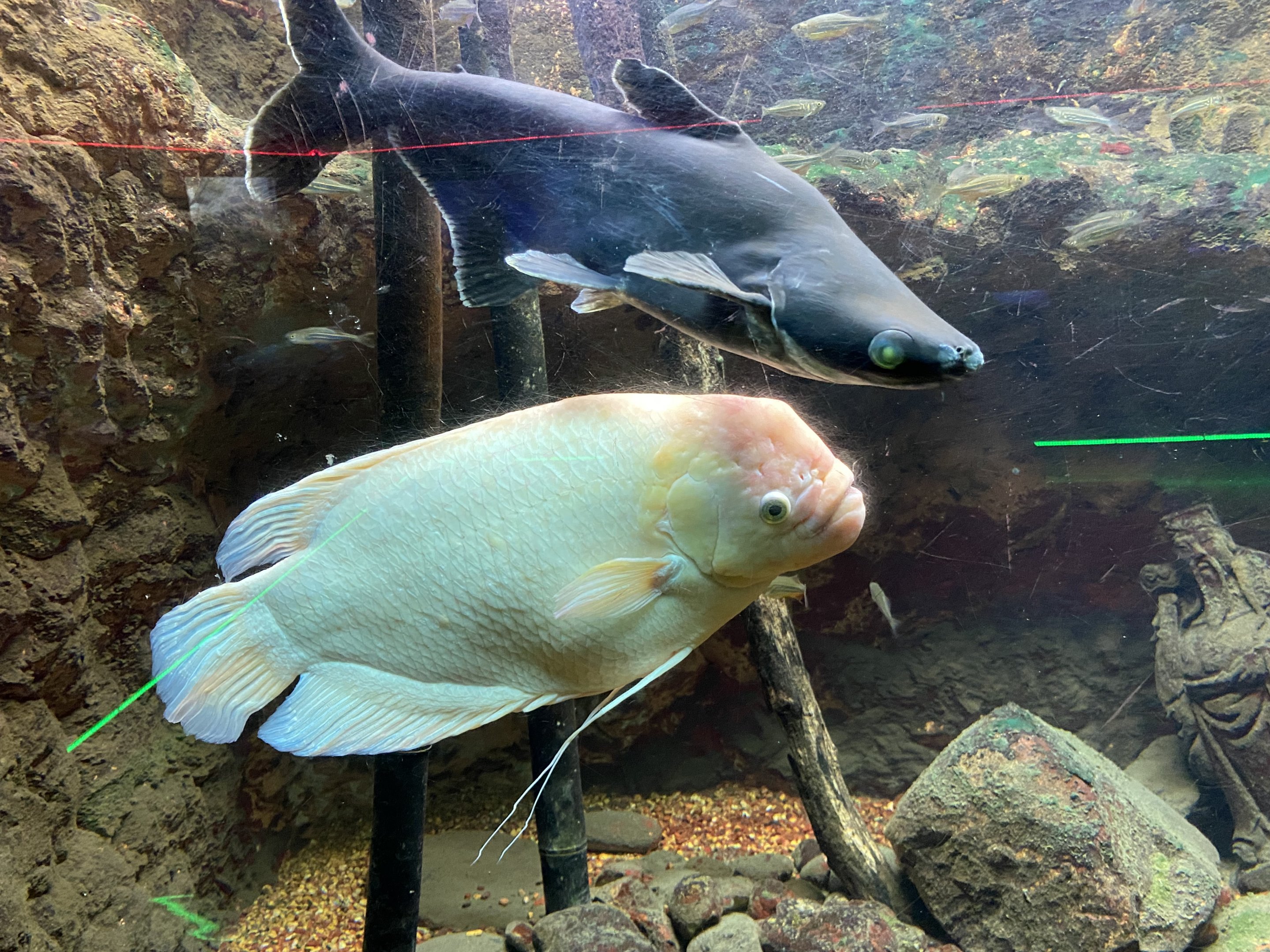 Giant Gourami and Iridescent Shark