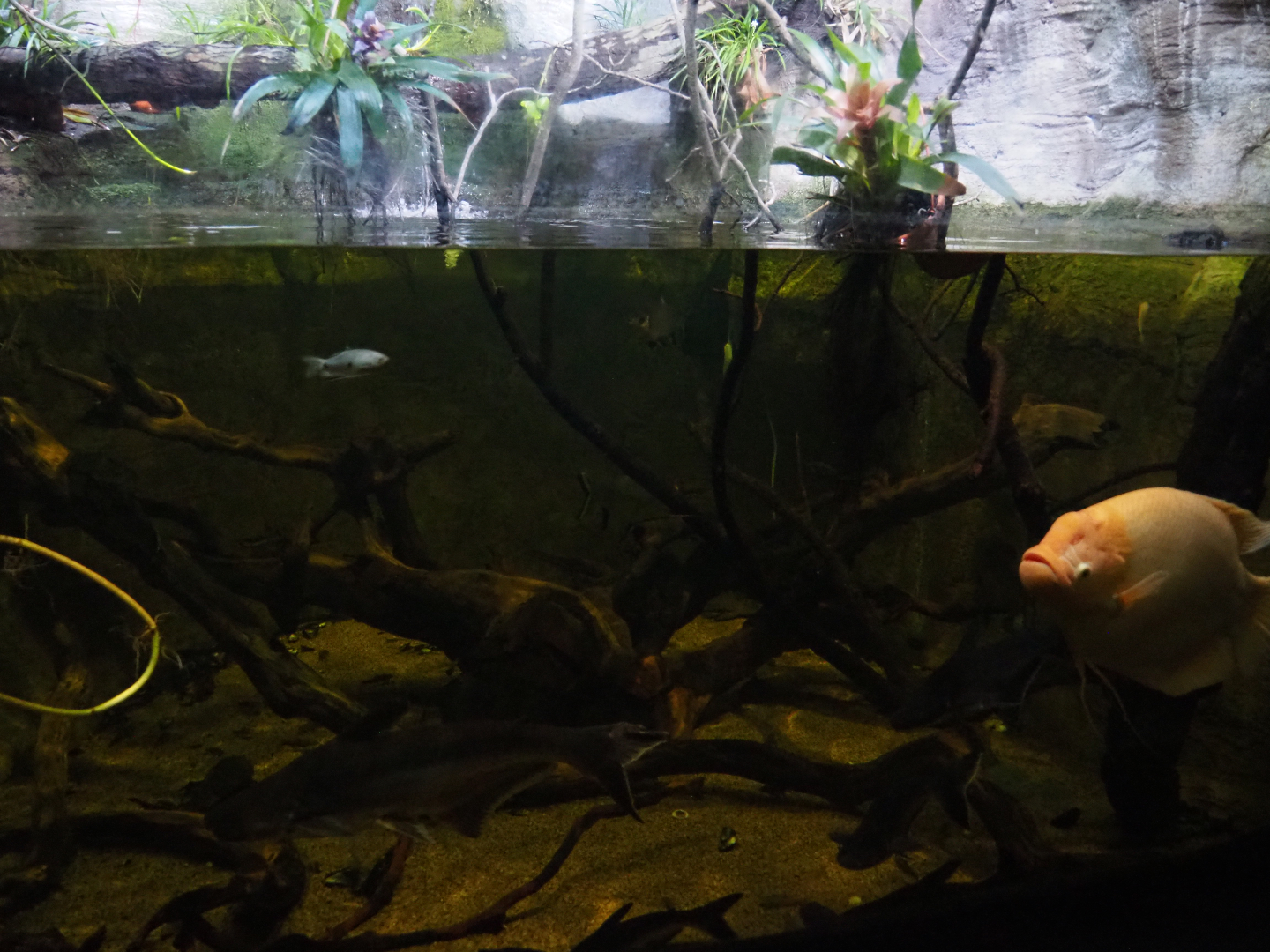 Giant gourami and Pangasianodon hypophtalmus aquarium, 2019-10-05