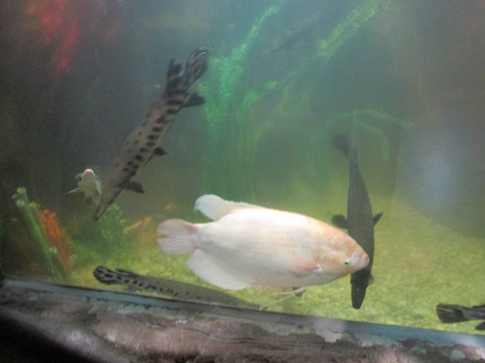 giant gourami and tropical gar acuario inbursa