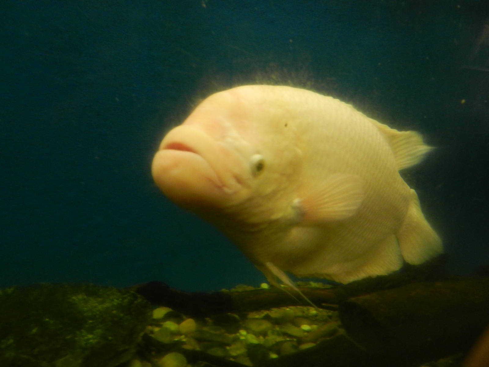 Giant Gourami at Flamingo Land - 14/10/2012