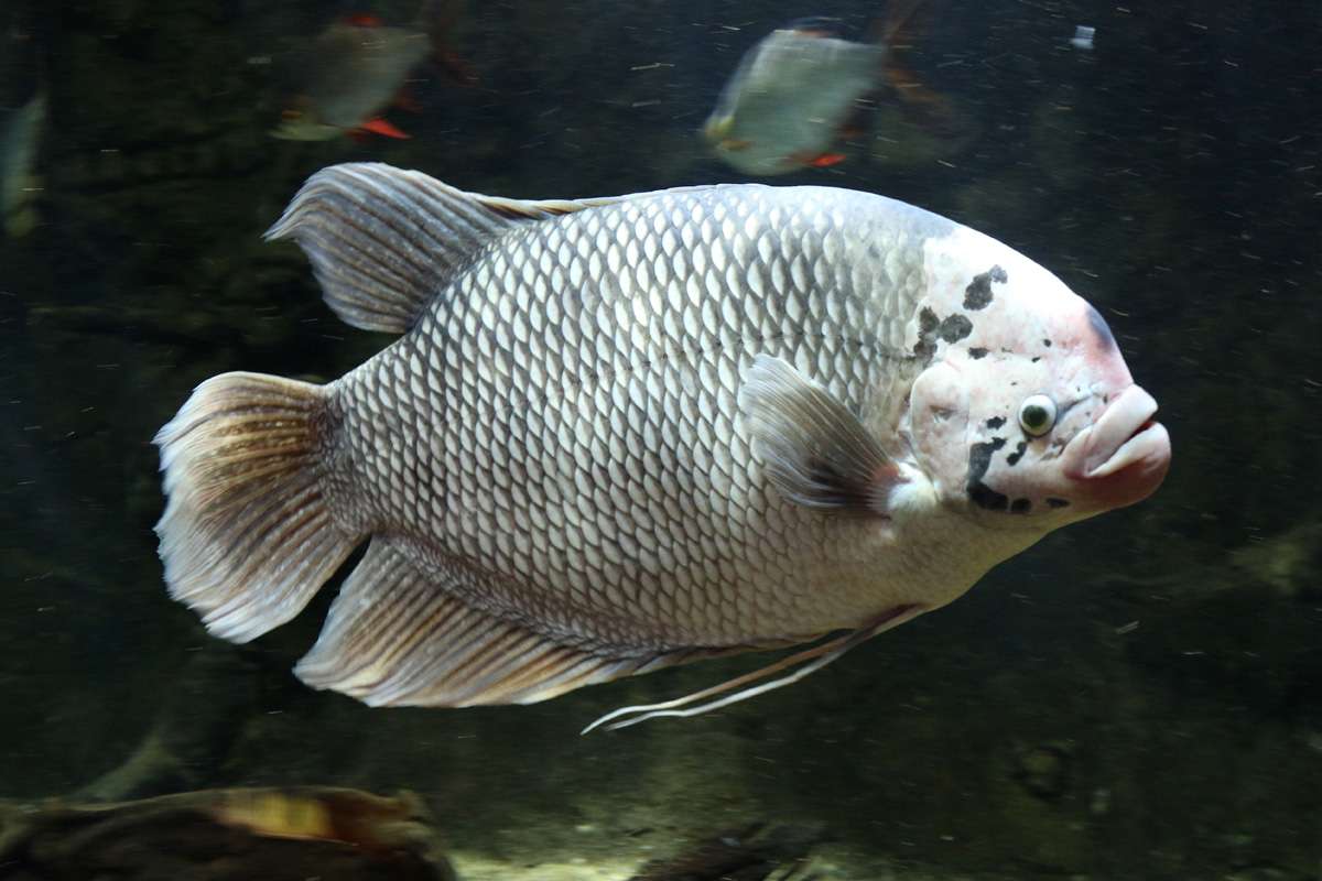 Giant Gourami at ZSL London Zoo 2/11/2018