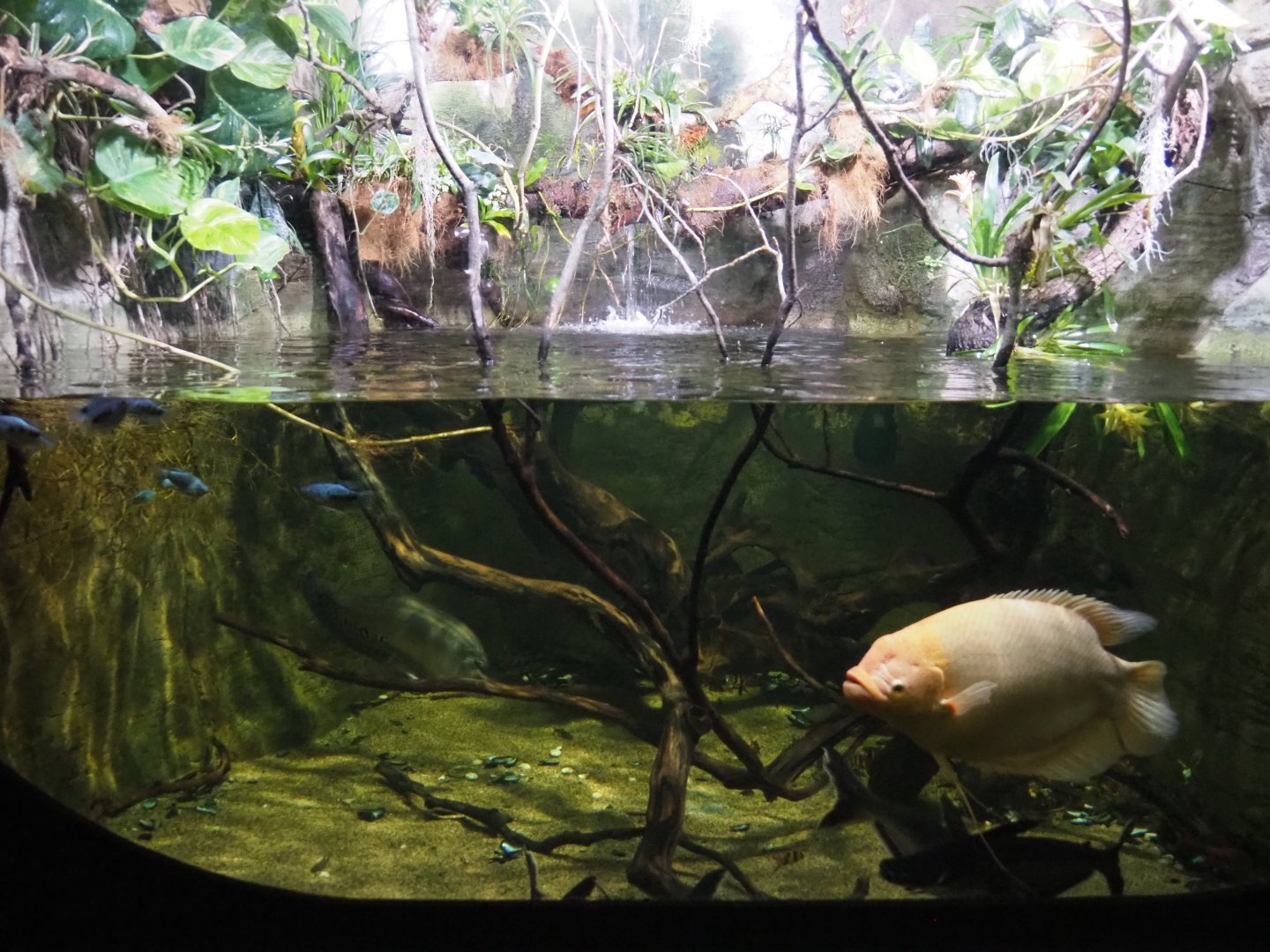 Giant gourami, Clown knifefish and Sutchi catfish tank, 2020-09-03