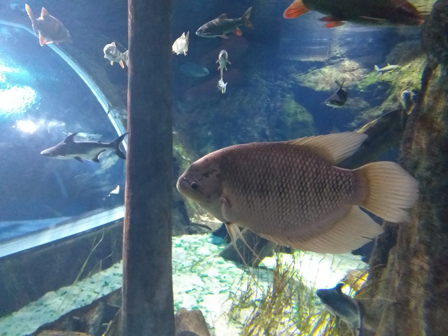 Giant gourami in Freshwater tank -BioDomo (2019)