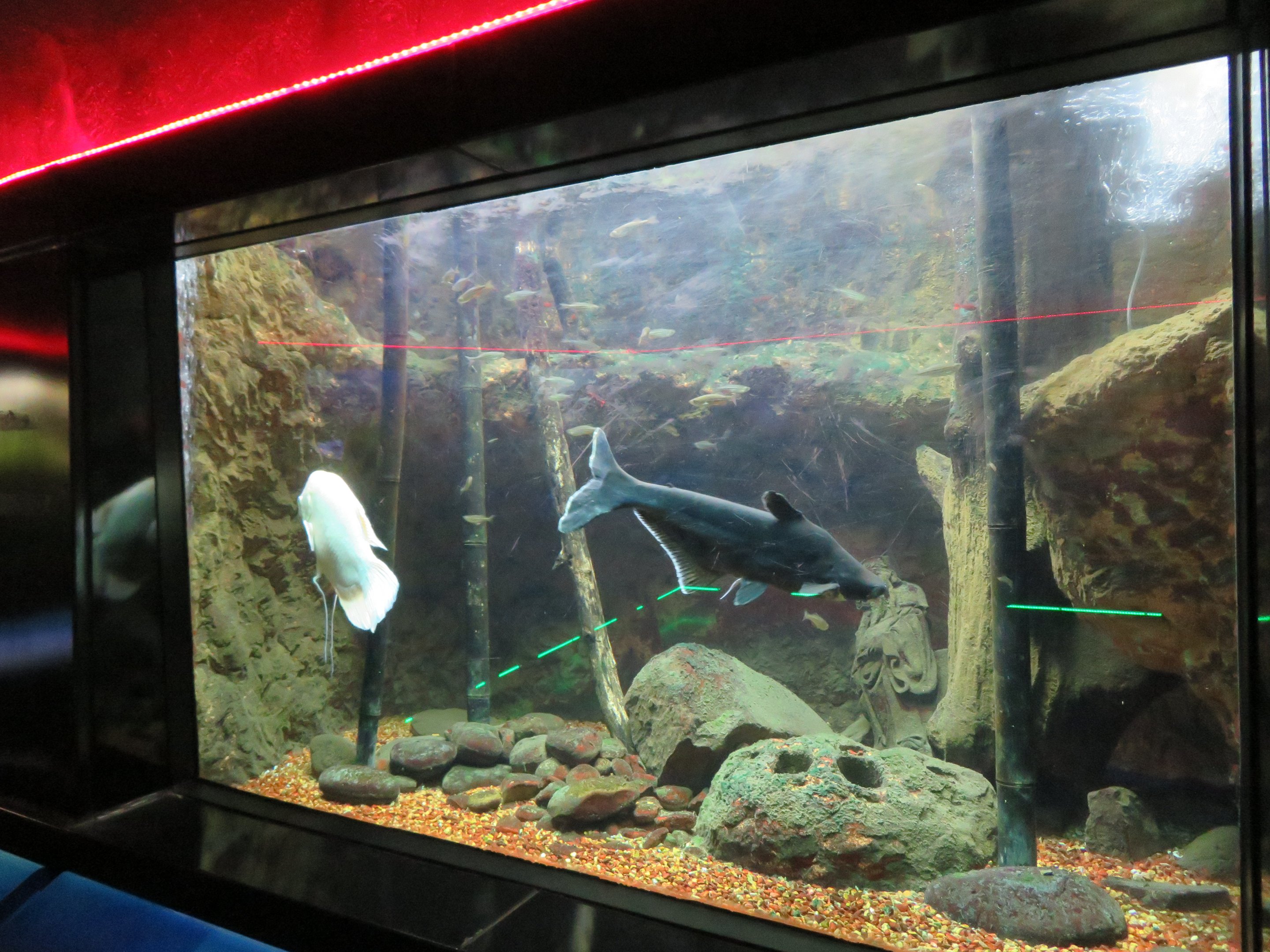 Giant Gourami/Iridescent Shark Tank