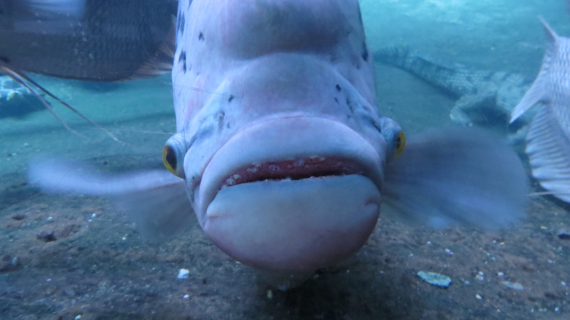 Giant Gourami | Jungleworld | The Bronx Zoo