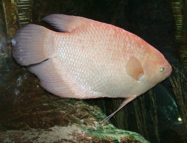 Giant Gourami (Osphromenus gourami)