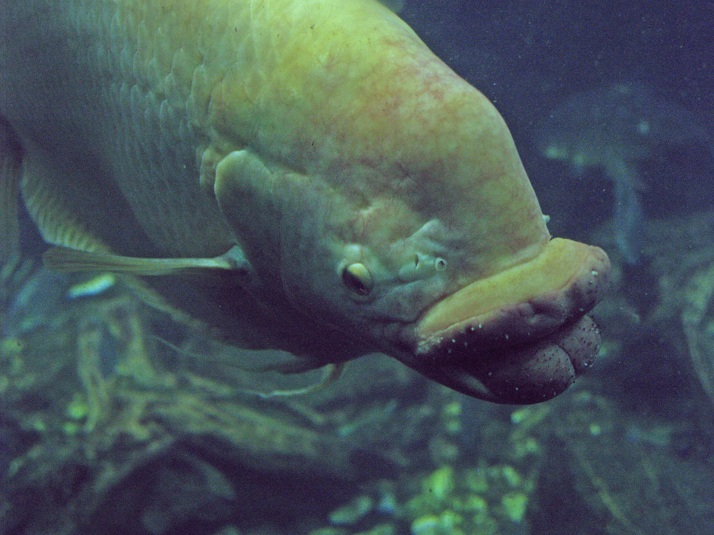 Giant gourami (Osphronemus goramy), 2009-04-19