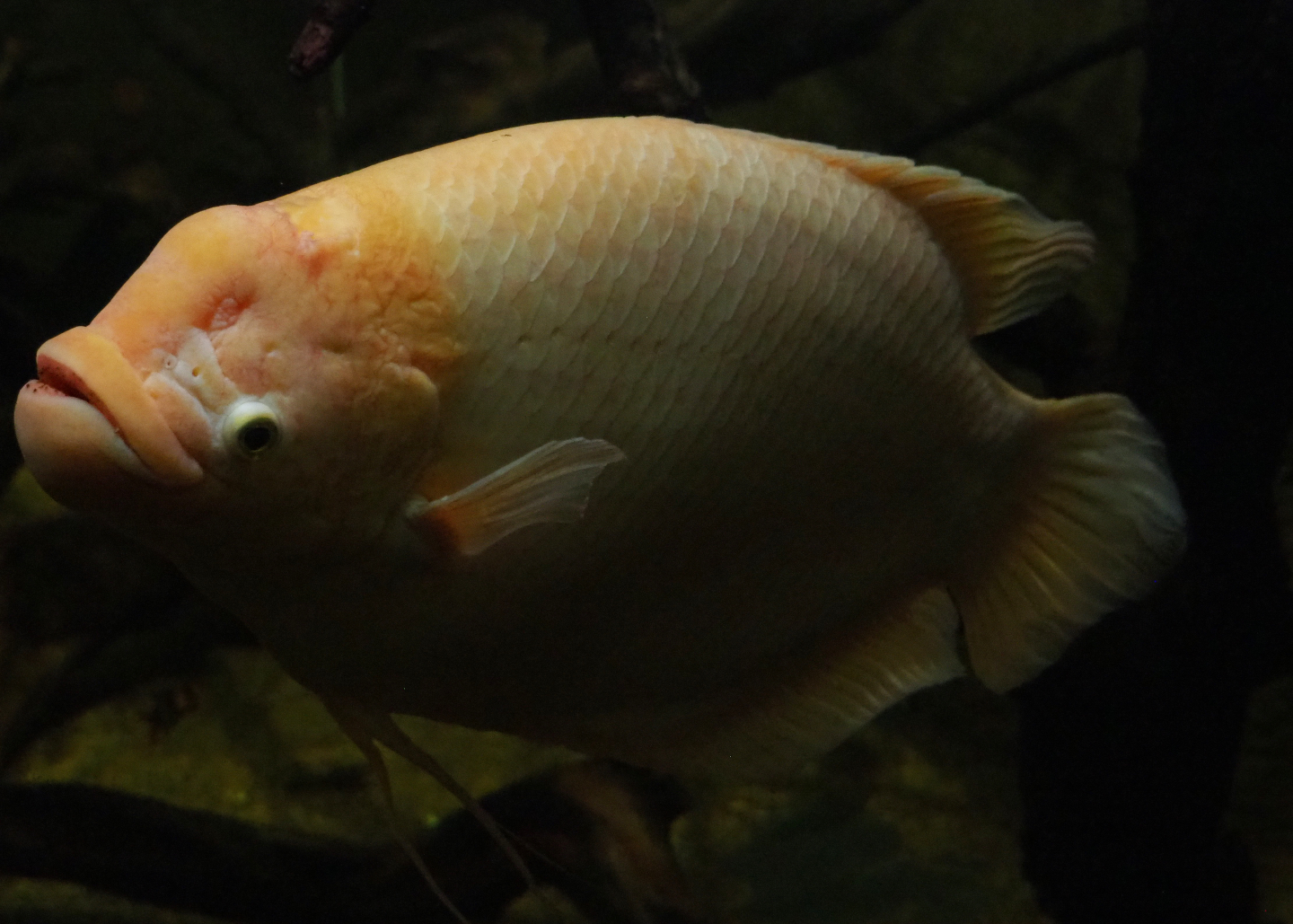 Giant gourami (Osphronemus goramy), 2019-10-05