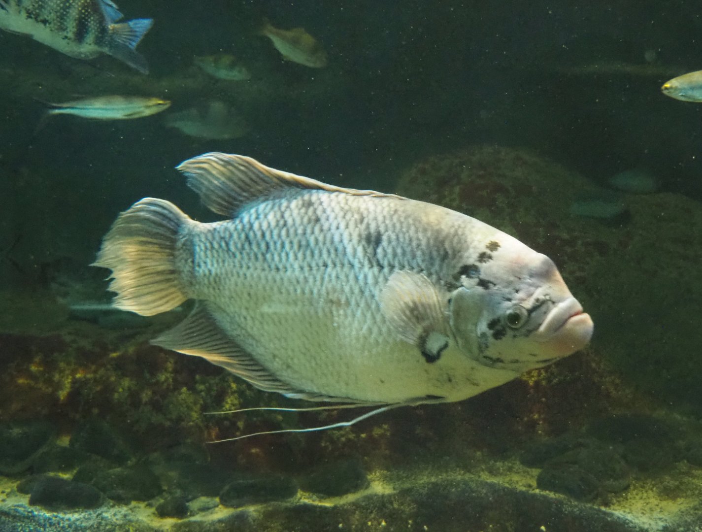 Giant gourami (Osphronemus goramy), 2022-05-26